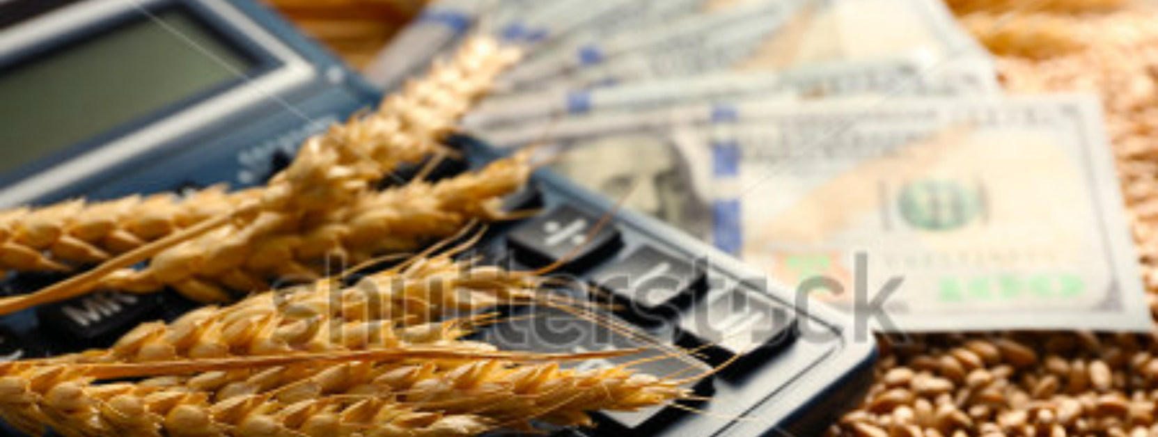stock-photo-dollar-banknotes-calculator-and-wheat-grains-on-wooden-background-agricultural-income-concept-386210458 re-sized